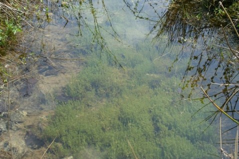 Communautés à characées