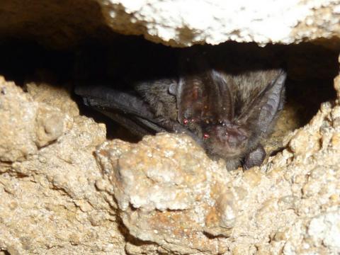 Photo barbastelle JP LECRIVAIN (ONCFS)