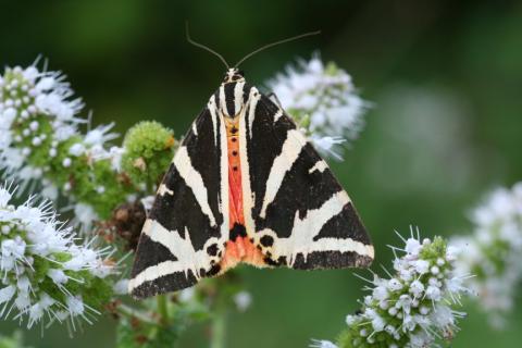 Ecaille chinée - Photo Laurent RIVIERE