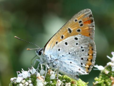 Cuivré des marais - Photo Laurent RIVIERE