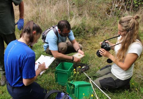 Photographie des ventres des sonneurs capturés