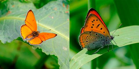 Cuivré des marais-Photo Ph. Chevalier