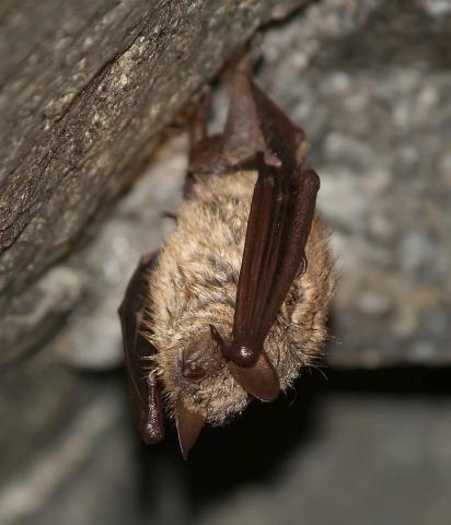 Murin à oreilles échancrées - Photo Pascal DUBOC