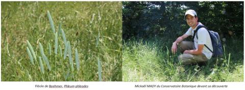 Fléole de Boehmer