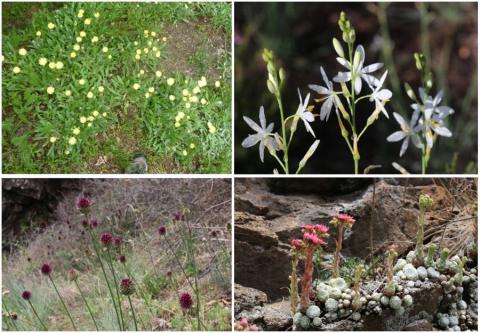 Fleurs des paroies rocheuses