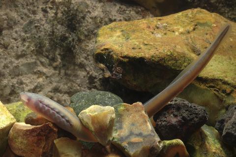 Lamproie de planer - Photo PIXATERRA