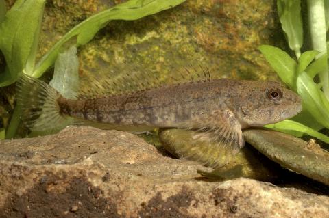 Chabot - Photo Pixaterra