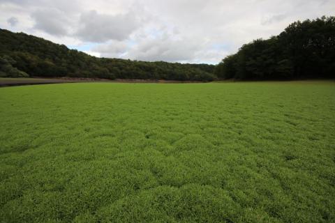 Le gazon à Dorgues en septembre 2017