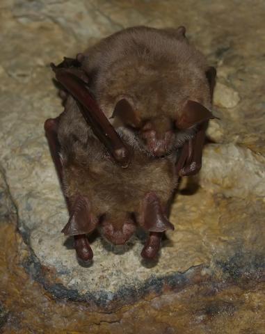 Couple de Grand Murin - Photo Pascal DUBOC