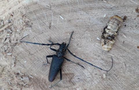 Grand capricorne et sa larve