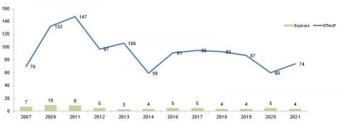 Observation des chiroptères