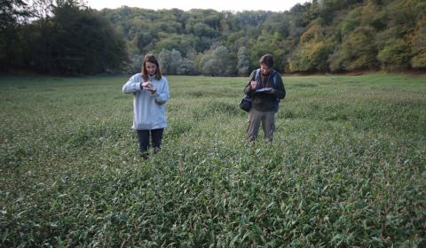 Relevé floristique dans un tapis de renouée-L. RIVIERE