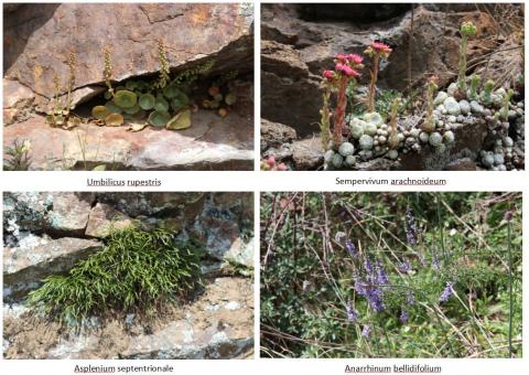 Plantes caractéristiques de l'habitat