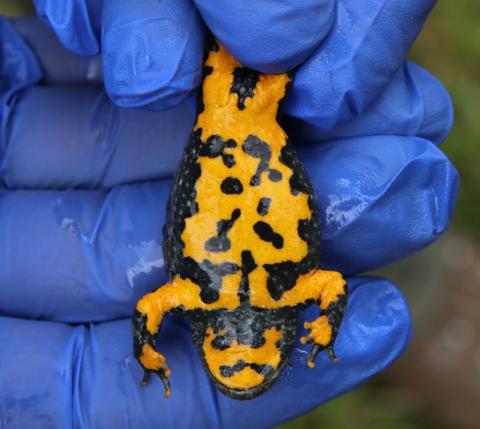 Dessin typique sur le ventre du sonneur à ventre jaune