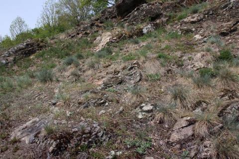 Pelouse à festuca arvensis