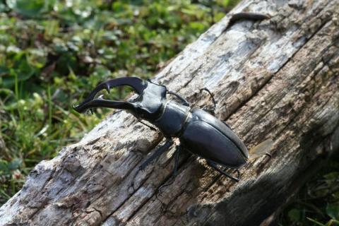 Lucane cerf volant - photo Laurent RIVIERE