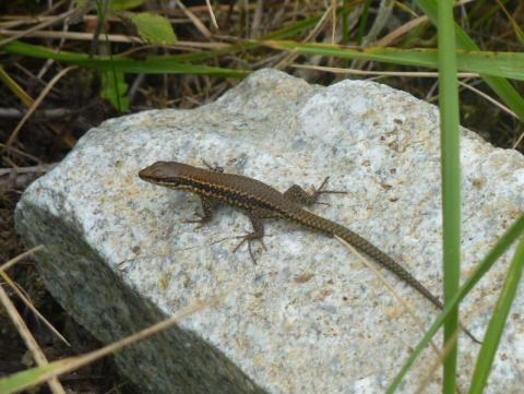 Lézard des murailles - L. RIVIERE