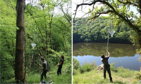 Installation de pièges à coléoptères