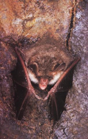 Murin de Bechstein - Photo Pascal DUBOC