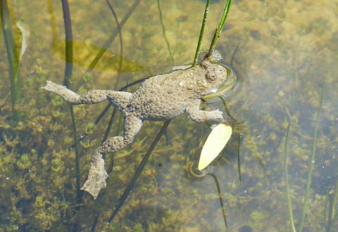 Sonneur à ventre jaune - photo Laurent RIVIERE