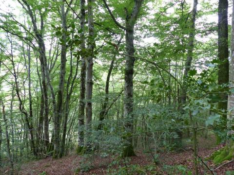 Hêtraie à houx à Chambonchard