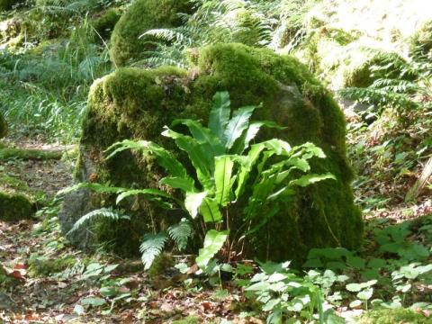 Asplenium scolopendrium