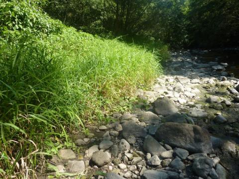 Habitat sur apport de matériaux en bordure du Cher