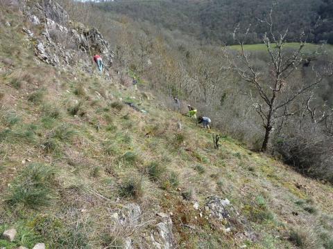 débroussaillage des pelouses à fétuque