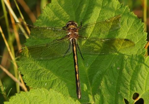 Cordulie à corps fin - Photo Pascal DUBOC