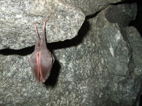 Petit rhinolophe en hibernation