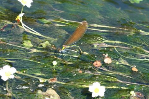 Ponte d'une femelle calopteryx dans l'herbier de renoncule
