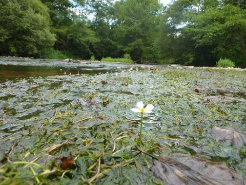 Renoncule aquatique