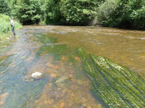 Herbier de renoncules sur le Cher