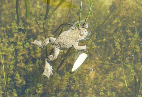 Sonneur à ventre jaune - L. RIVIERE