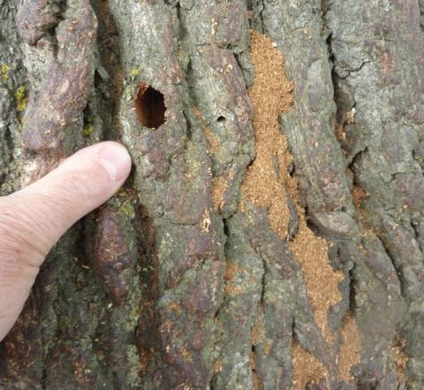 Trou avec de la sciure